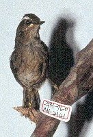 小翼鶇藏品圖，第2張